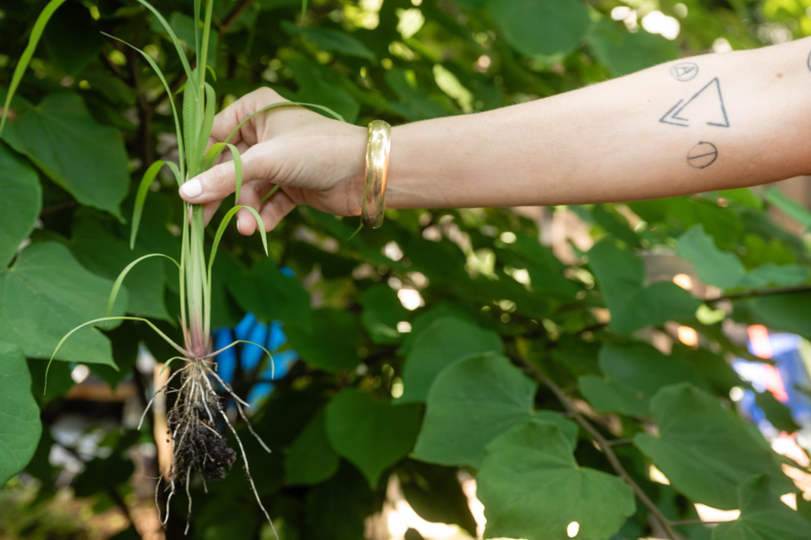 Pulling a plant up to see its roots